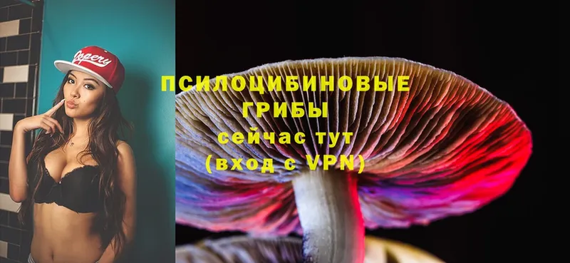 дарнет шоп  Людиново  Псилоцибиновые грибы Psilocybine cubensis 